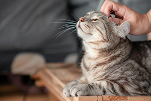 A tabby cat getting its head scratched whilst lying down.