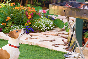 A brown and white dog with a red collar sits on green grass, looking up at a barbecue grill.