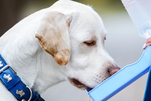A white dog with a blue collar drinking water from a portable blue water bottle.