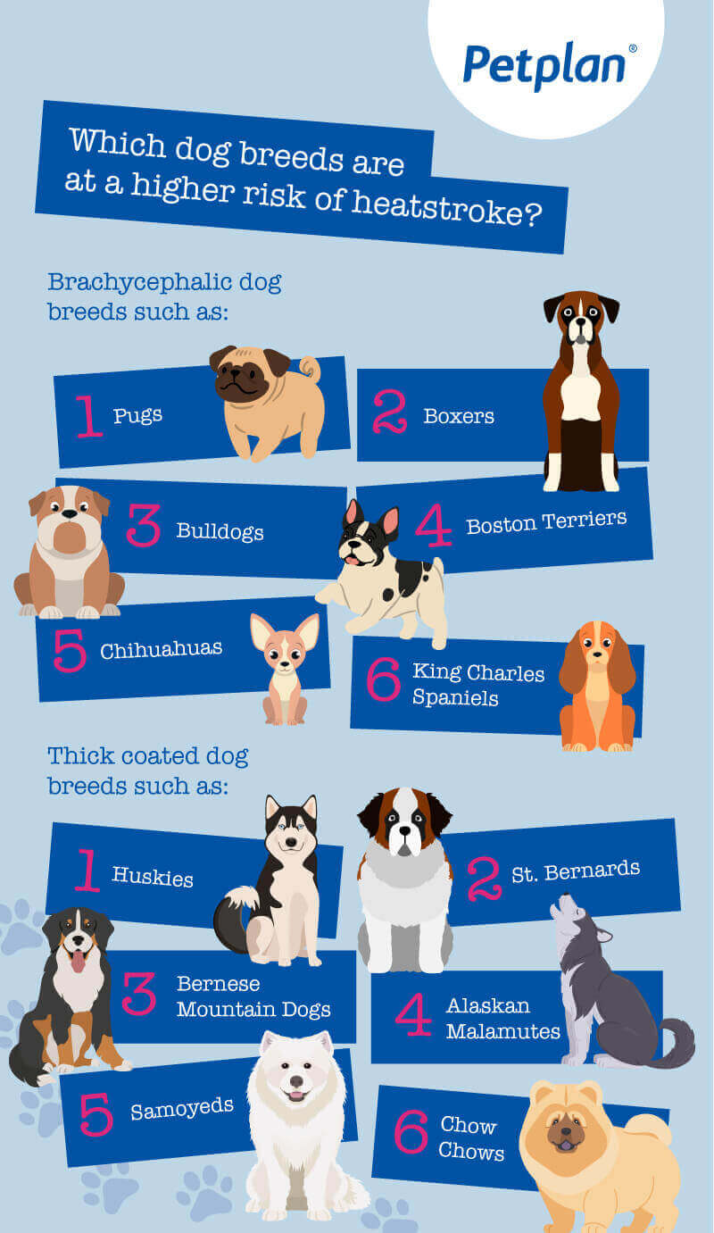 Dog breeds at risk of heatstroke