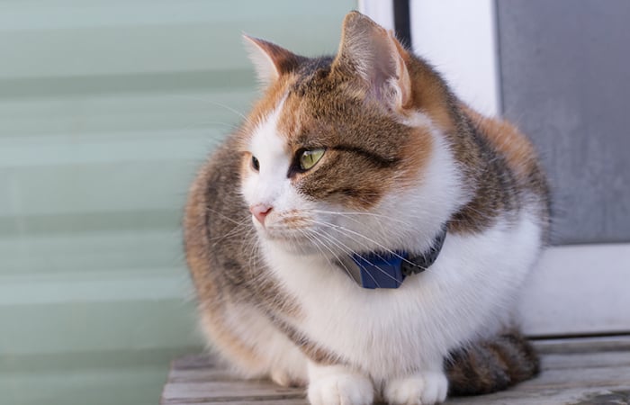 a brown and white cat sits on a door step