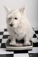 A small, white, fluffy dog standing on a silver weighing scale on a black and white checkered floor.
