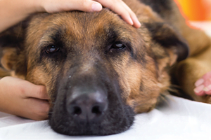 A close-up of a German Shepherd's face, with a hand gently petting its head.