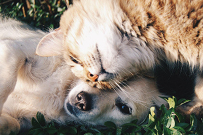 A fluffy tabby cat lies on top of a golden retriever, with their faces close together.