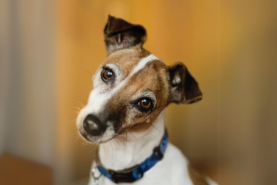 A white and brown jack russell puppy looking into the camera. 