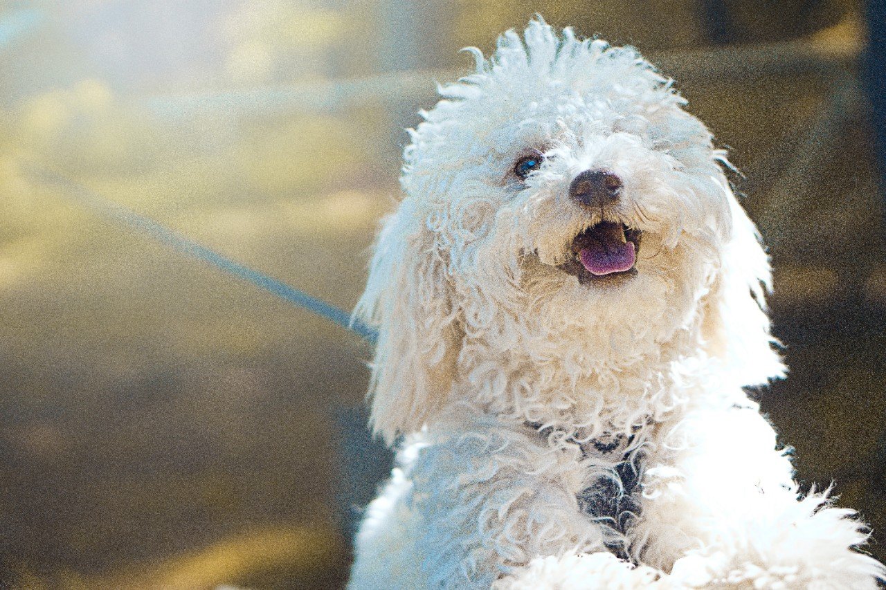 A white fluffy dog, playing outside in the sun.