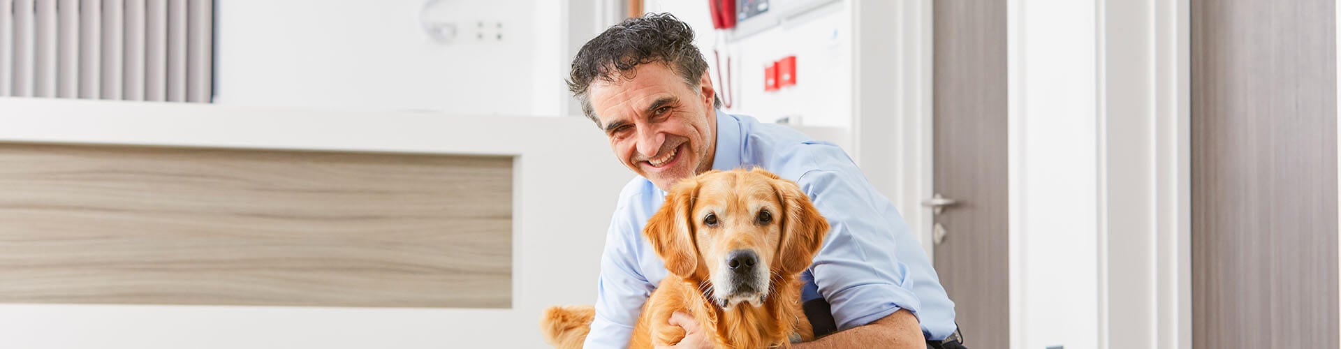 Veterinarian Noel Fitzpatrick examining a golden retriever.