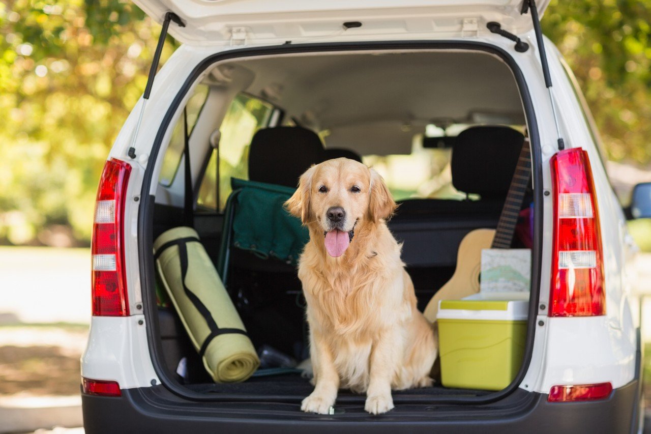 A golden retriever is sitting in the boot of a car.