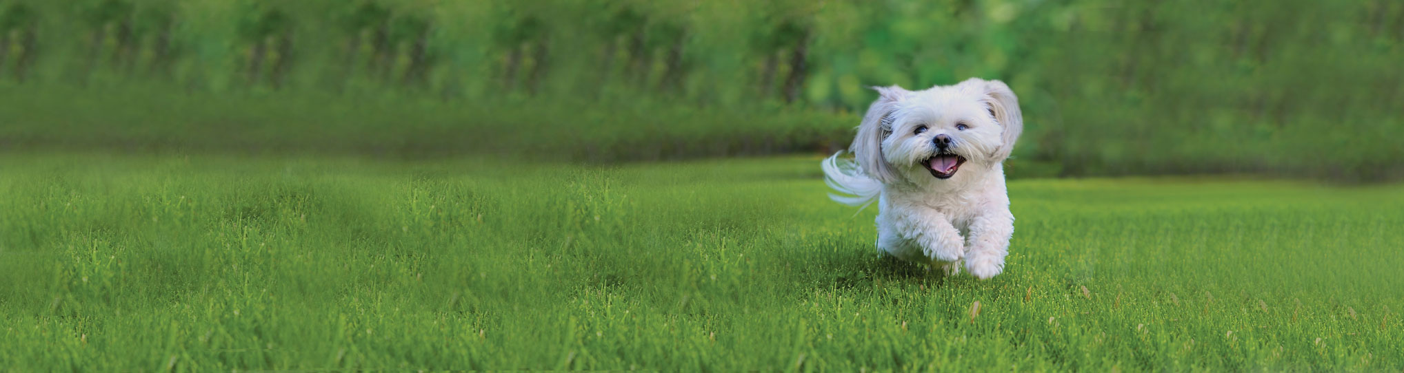 A small, fluffy white dog with a happy expression runs across a green lawn.