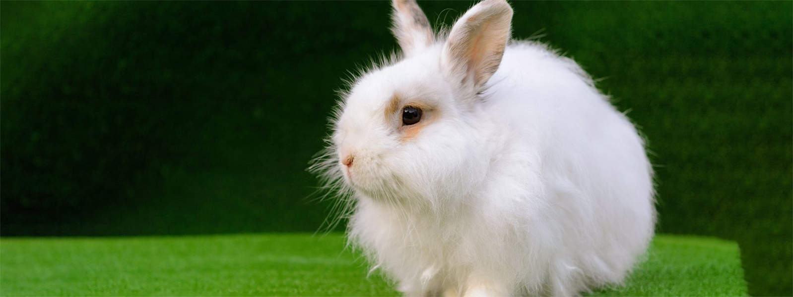 A fluffy white rabbit with brown markings around its eyes, sitting on a green surface.
