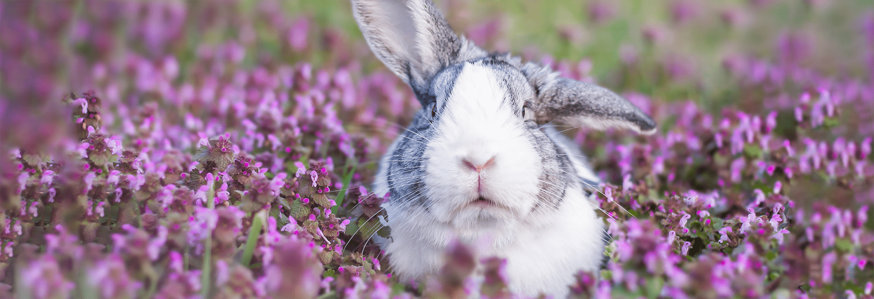 A cute white and grey rabbit with floppy ears sits amongst purple flowers, looking directly at the camera.