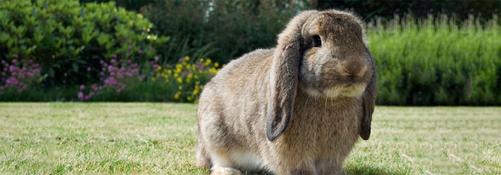 A fluffy brown lop-eared rabbit sits on a green lawn with bushes and flowers in the background.