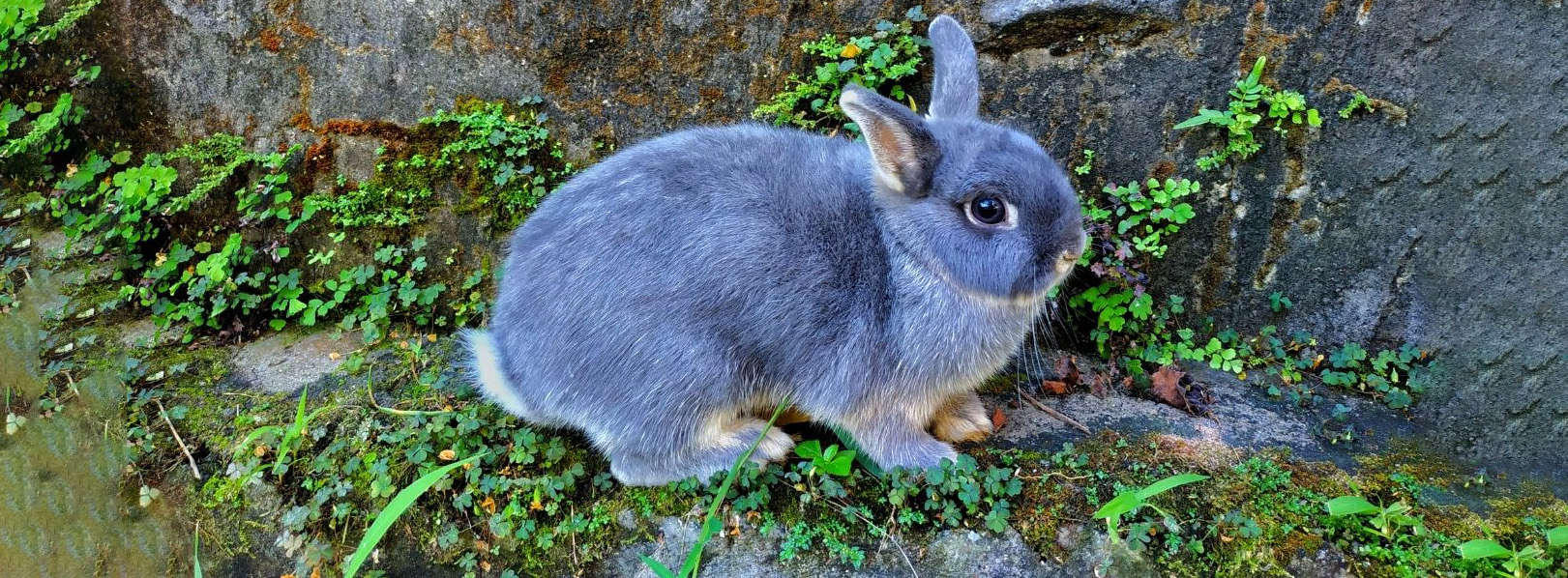 A small, fluffy grey rabbit with brown accents sits on mossy rocks, looking to the right.