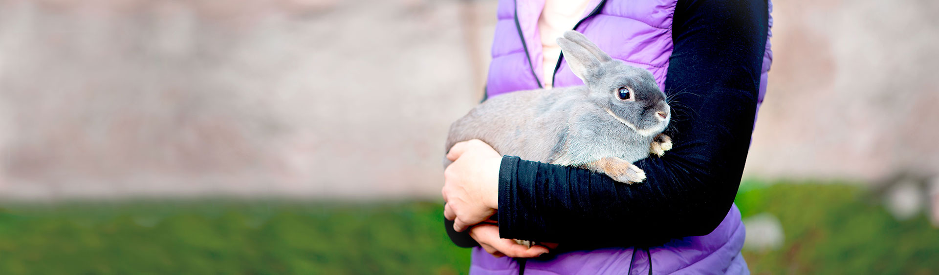 A person in a purple vest holding a grey rabbit with brown paws.