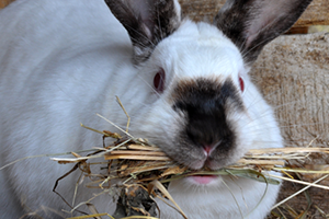 A white rabbit with dark markings on its nose and ears, and red eyes, holding hay in its mouth.