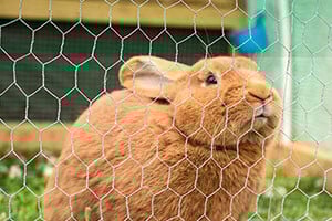 A brown rabbit looking up through a hexagonal wire fence, with green grass in the background.