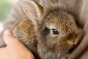 A small light brown rabbit being held. 