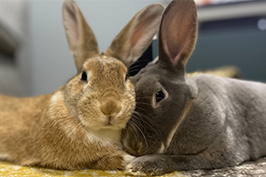 A brown rabbit and a grey rabbit sitting together.