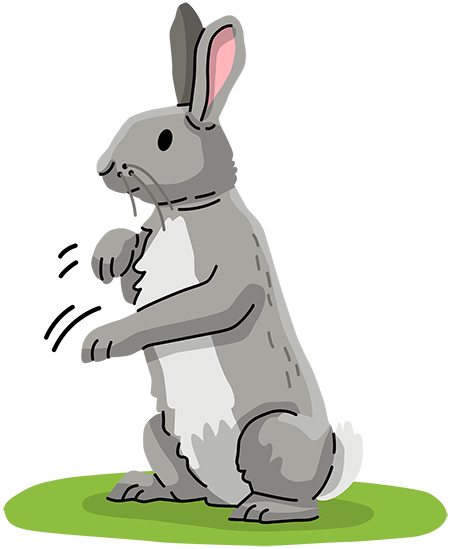 Rabbit body language | Petplan