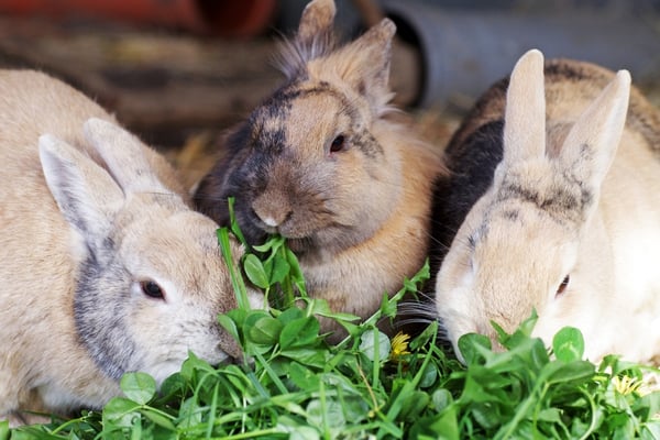 Three rabbits foraging in a hutch