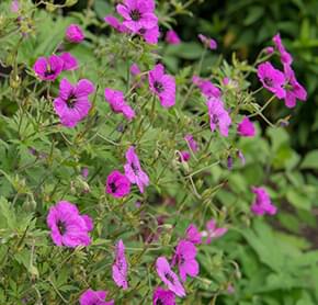 Cranesbill plant