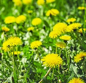Dandelion plant