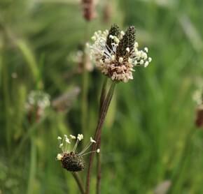 Ribwort plant