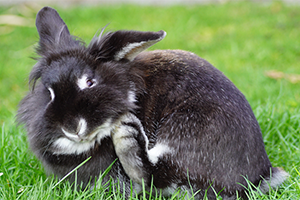 A black and white  rabbit in the grass itching his neck. 