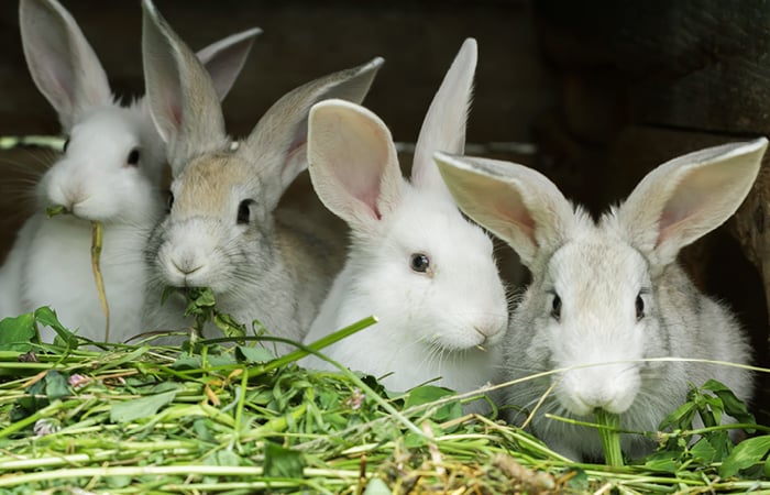 a family of white rabbits eating