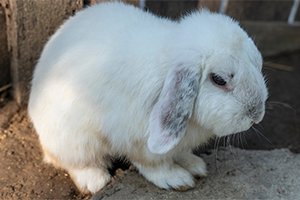 A small white lop eared rabbit. 