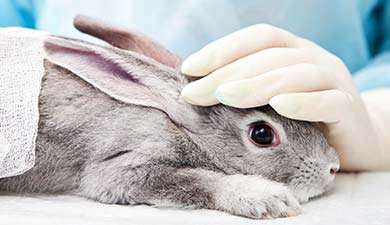 A grey rabbit being held on a vet table. 