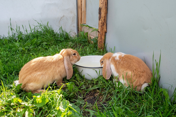 two brown rabbits drinking water