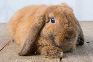 A brown lop eared rabbit sitting on a wooden surface.