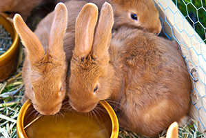 2 brown rabbits drinking out of a water bowl outside.