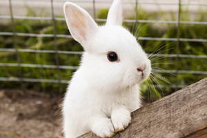 A small white rabbit with dark eyes stands on its hind legs, resting its paws on a wooden log.