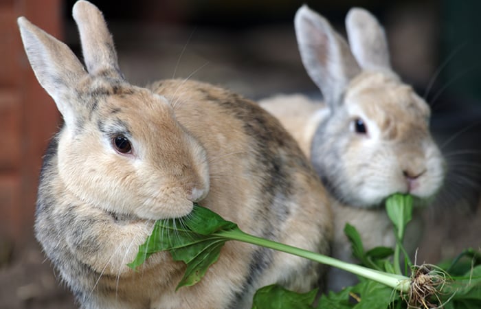 Two brown and grey domestic rabbits, eating leafy greens in an outdoors hutch.