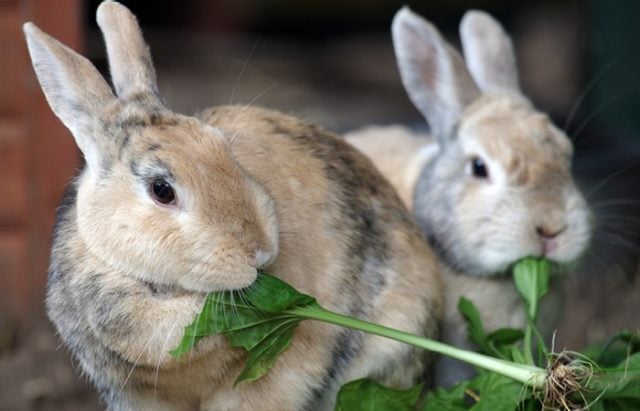 Keeping living conditions clean for rabbits | Petplan