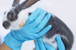 A vet wearing bright blue gloves holding and examining a grey and white  rabbit.