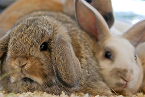 Two rabbits, one brown lop-eared and one white with upright ears, lying close together.