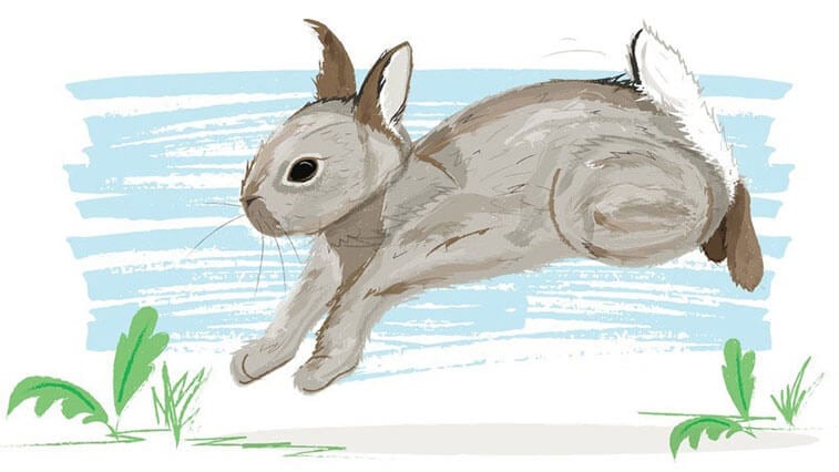 An illustration of a gray rabbit mid-hop, with a light blue and white background.