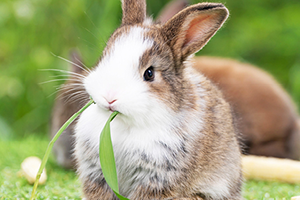 A fluffy brown and white rabbit sitting upright in a grassy field, chewing on a leaf.