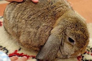 A brown rabbit sitting on a carpet whilst getting petted.