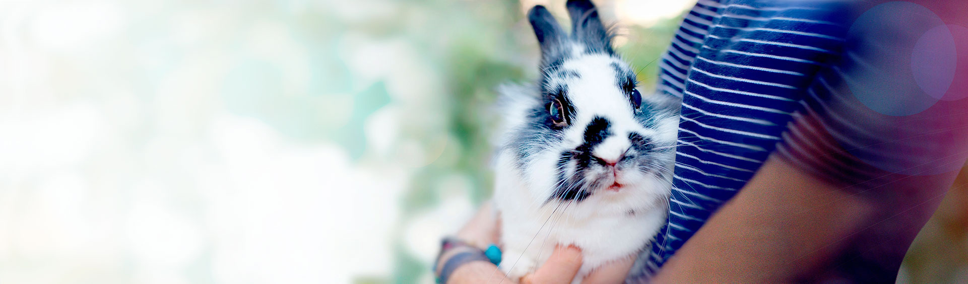 A person holding a black and white rabbit with blue eyes and a pink nose.