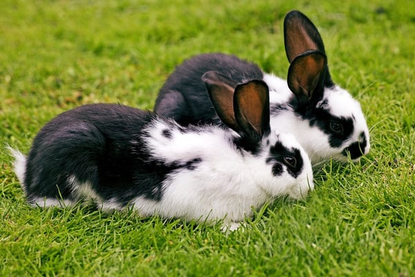 two white and black rabbits on grass