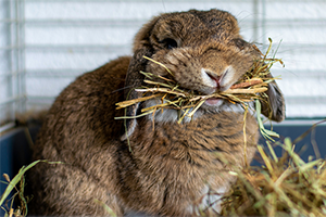 A fluffy brown rabbit eating hay.