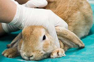 A person in white gloves holds a light brown rabbit with floppy ears on a teal surface.