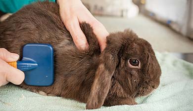 A vet brushing and examining the skin on the back of a brown rabbit.