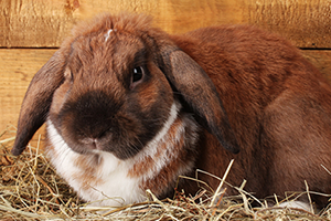a brown and white rabbit sat on straw in a hutch