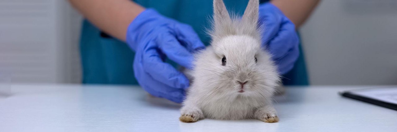 Rabbit Health Advice from the Experts | Petplan
