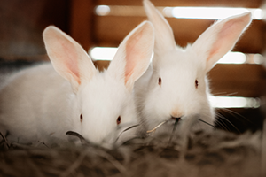 Two white rabbits with pink noses and long whiskers peek out from behind a pile of hay.